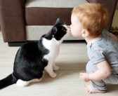 出会ってすぐに最高の家族になった猫と赤ちゃん。ふたりの幸せいっぱいの日常の様子に自然と心が温まる (*´ω`*)♡