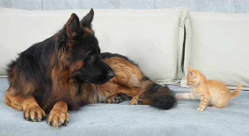 子猫に襲われたジャーマンシェパード