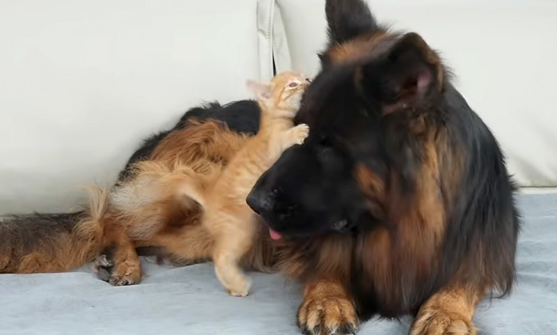 子猫に襲われたジャーマンシェパード