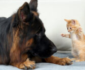 無邪気な子猫に襲われたジャーマンシェパード。ふたりのやり取りが可愛すぎて、思わず頬が緩んでしまう (*´ｪ｀*)♡