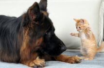 ジャーマンシェパードを襲う子猫