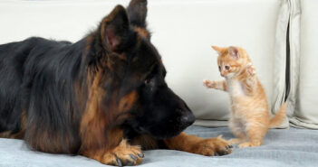 無邪気な子猫に襲われたジャーマンシェパード。ふたりのやり取りが可愛すぎて、思わず頬が緩んでしまう (*´ｪ｀*)♡