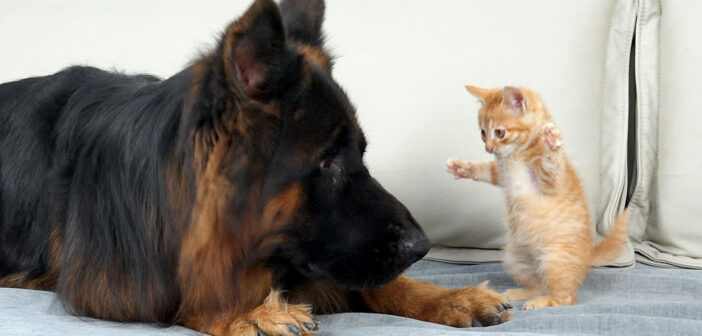 無邪気な子猫に襲われたジャーマンシェパード。ふたりのやり取りが可愛すぎて、思わず頬が緩んでしまう (*´ェ`*)♡