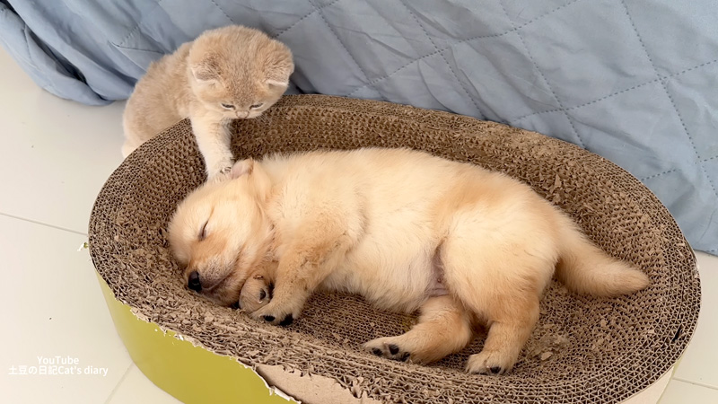 子犬を起こそうと頑張る子猫