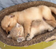 子犬と一緒に眠る子猫