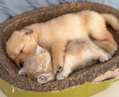 眠っている子犬を何とかして起こそうとした子猫。でもなかなか起きてくれなくて、とっても可愛いことに ( *´艸｀)♡