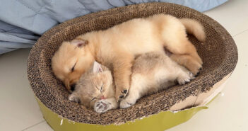 眠っている子犬を何とかして起こそうとした子猫。でもなかなか起きてくれなくて、とっても可愛いことに ( *´艸`)♡