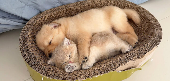 眠っている子犬を何とかして起こそうとした子猫。でもなかなか起きてくれなくて、とっても可愛いことに ( *´艸｀)♡