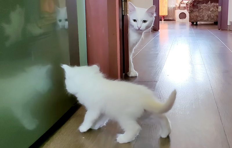 母猫に呼ばれた子猫