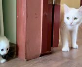 子猫を呼んで、ベッドまで一緒に来るように伝えた母猫。すると素直な子猫がとっても可愛い姿を見せてくれた ( *´艸`)♡