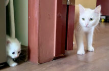 母猫に呼ばれた子猫