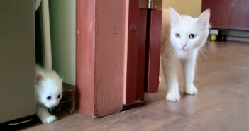 子猫を呼んで、ベッドまで一緒に来るように伝えた母猫。すると素直な子猫がとっても可愛い姿を見せてくれた ( *´艸`)♡