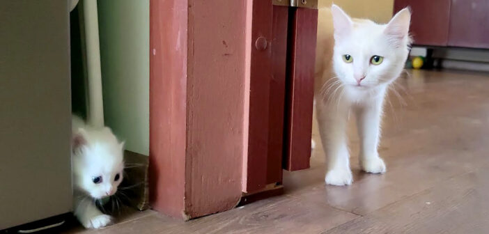 子猫を呼んで、ベッドまで一緒に来るように伝えた母猫。すると素直な子猫がとっても可愛い姿を見せてくれた ( *´艸｀)♡