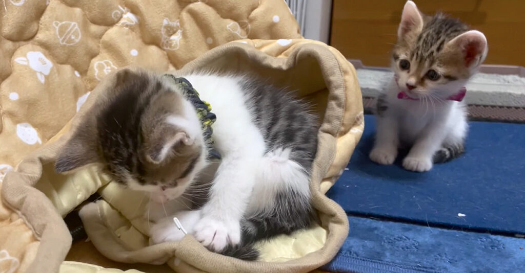 kotatsu_cat_title-1024x534.jpg