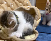 食事が終わると次々とコタツへ戻って行く子猫達。ポカポカのコタツの中で大はしゃぎする様子が可愛すぎる ( *´艸`)♡