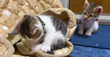 食事が終わると次々とコタツへ戻って行く子猫達。ポカポカのコタツの中で大はしゃぎする様子が可愛すぎる ( *´艸`)♡