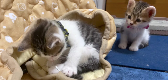 食事が終わると次々とコタツへ戻って行く子猫達。ポカポカのコタツの中で大はしゃぎする様子が可愛すぎる ( *´艸`)♡