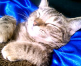 生まれて初めてコタツを体験した子猫。ヌクヌクが気持ち良すぎて、幸せいっぱいになる様子にホッとする (*´ω｀*)♡