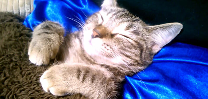 生まれて初めてコタツを体験した子猫。ヌクヌクが気持ち良すぎて、幸せいっぱいになる様子にホッとする (*´ω`*)♡