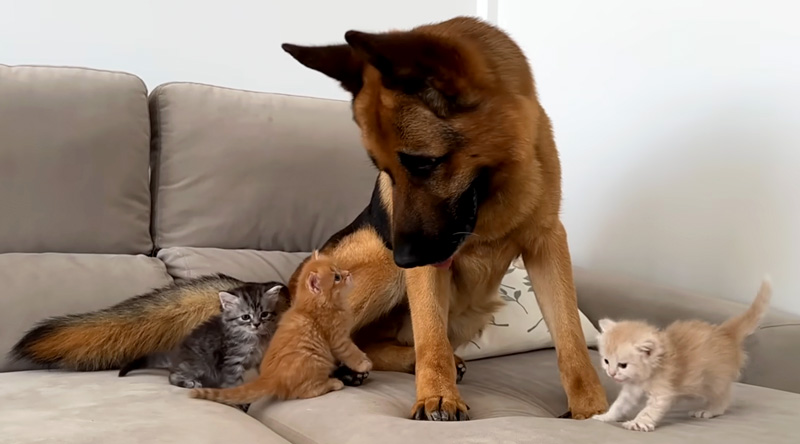 子猫達に突撃される犬