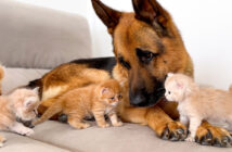 子猫達に突撃される犬