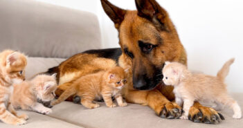 小さな子猫の攻撃に困惑するジャーマンシェパード。それでもかまわず突撃し続ける子猫達の姿が可愛すぎる ( *´艸｀)♡