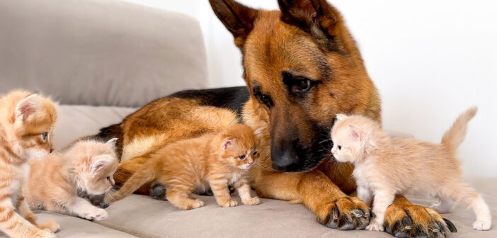 小さな子猫の攻撃に困惑するジャーマンシェパード。それでもかまわず突撃し続ける子猫達の姿が可愛すぎる ( *´艸`)♡