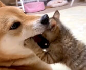 柴犬の口の中に子猫が突撃! どんなにもみくちゃにされても、子猫を優しく見守り続ける柴犬の姿に心が温まる (*´ω`*)♡