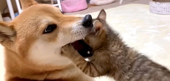 柴犬の口の中に子猫が突撃! どんなにもみくちゃにされても、子猫を優しく見守り続ける柴犬の姿に心が温まる (*´ω`*)♡