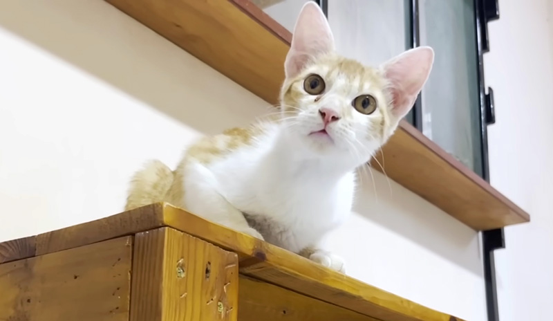 保護から2ヶ月経った子猫