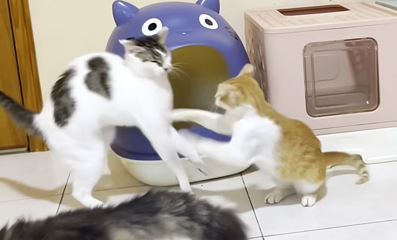 先住猫に猫パンチする子猫