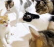 先住猫達を警戒する子猫