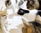 狂暴な新入り子猫を5匹の先住猫達に初対面させたら大変なことに！ 先住猫達の神対応に心がホッと温まる (*´ｪ｀*)