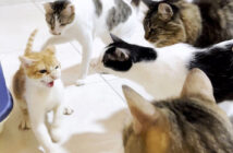 先住猫達を警戒する子猫