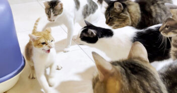 狂暴な新入り子猫を5匹の先住猫達に初対面させたら大変なことに！ 先住猫達の神対応に心がホッと温まる (*´ｪ｀*)