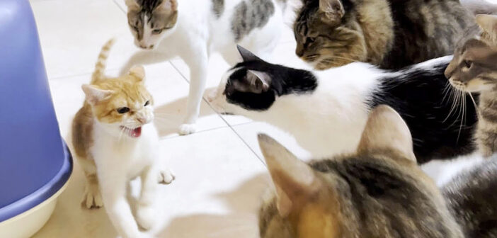 先住猫達を警戒する子猫