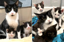 保護された猫の親子