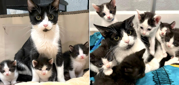 自分にそっくりな子猫達と共に保護された母猫。家の中が子猫達にとって安全な場所だと気づくと、徐々に心を開き始める