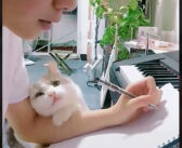 「ねぇ、まだ終わらないの？」作業を続ける飼い主さんを覗き込んでくる猫。その愛くるしい姿はまるで恋人でした♡