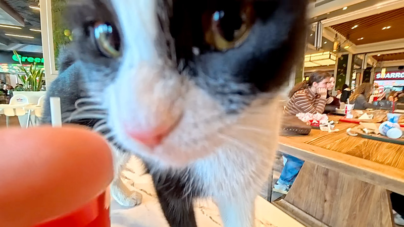 挨拶してくる猫