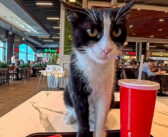 ショッピングモールのフードコートで食事をしていたら猫さんがやって来て、可愛い仕草で挨拶してきた ( *´艸`)♡