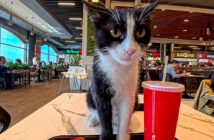 フードコートで出会った猫