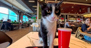 ショッピングモールのフードコートで食事をしていたら猫さんがやって来て、可愛い仕草で挨拶してきた ( *´艸`)♡