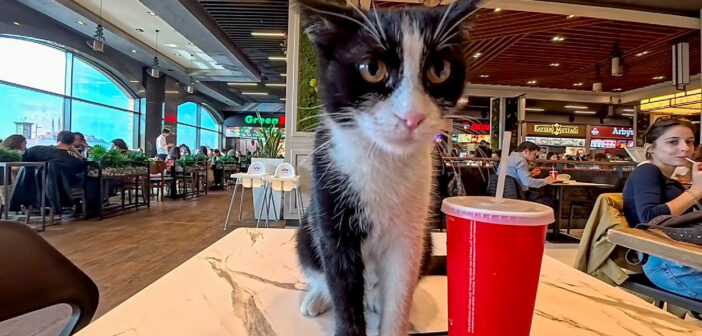 ショッピングモールのフードコートで食事をしていたら猫さんがやって来て、可愛い仕草で挨拶してきた ( *´艸`)♡