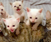 病気で衰弱しながらも必死に子育てをしていた野良猫。子猫の身が安全だと分かるまで、決して眠らずに子猫を守り続ける