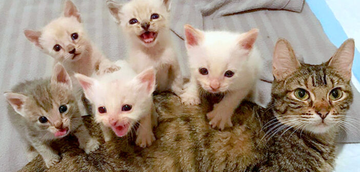 病気で衰弱しながらも必死に子育てをしていた野良猫。子猫の身が安全だと分かるまで、決して眠らずに子猫を守り続ける