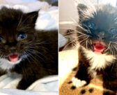 土砂降りの中、助けを求めて必死に鳴いていた子猫。保護先で幸せを感じると、愛らしい声をたくさん聞かせてくれた