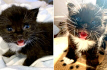 大きな声で鳴く子猫