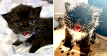 土砂降りの中、助けを求めて必死に鳴いていた子猫。保護先で幸せを感じると、愛らしい声をたくさん聞かせてくれた