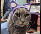 耳を失った保護猫のために、新しい耳を作った保護施設のスタッフ。そのおかげで生涯の家族との素敵な出会いを果たす